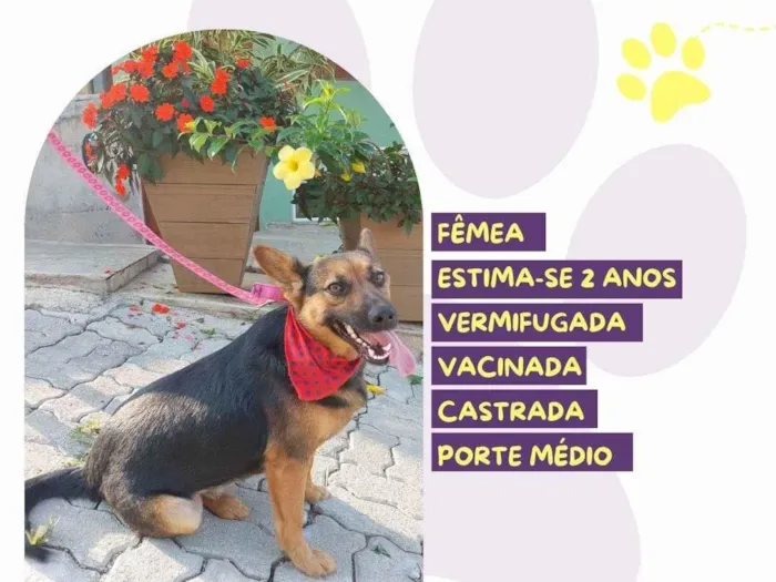 Cachorro ra a SRD-ViraLata idade 2 anos nome Pipoca