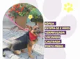 Pipoca
