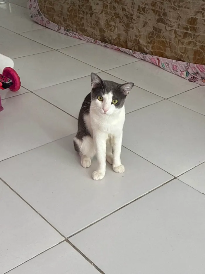 Gato ra a SRD-ViraLata idade 1 ano nome Bartolomeu 