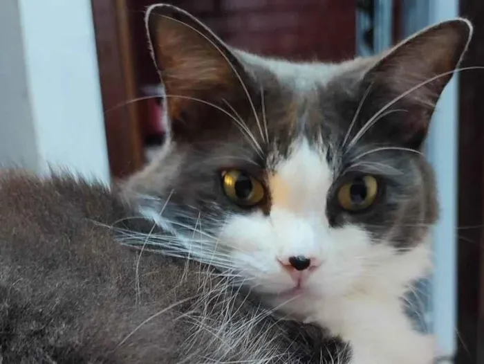 Gato ra a SRD-ViraLata idade 5 anos nome Ester