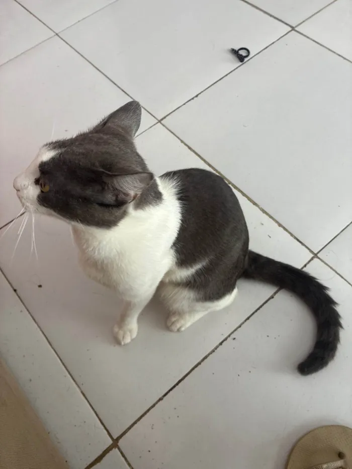 Gato ra a SRD-ViraLata idade 1 ano nome Bartolomeu 