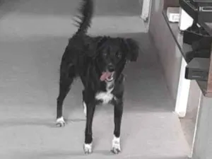 Cachorro raça SRD-ViraLata idade 1 ano nome Amora