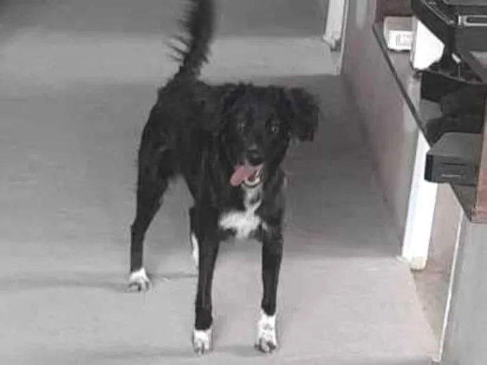 Cachorro ra a SRD-ViraLata idade 1 ano nome Amora