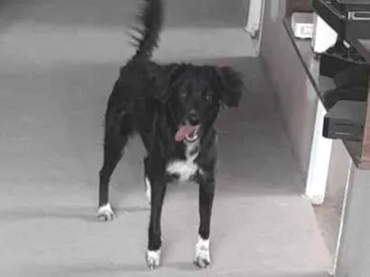 Cachorro raça SRD-ViraLata idade 1 ano nome Amora