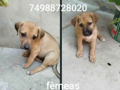 Cachorro raça SRD-ViraLata idade 2 a 6 meses nome Sem nome