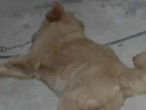 Cachorro raça Chow Chow idade 1 ano nome Filhote de chow chow