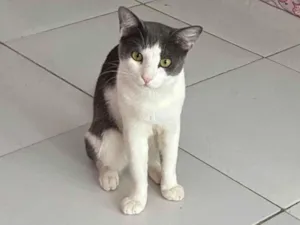 Gato raça SRD-ViraLata idade 1 ano nome Bartolomeu 