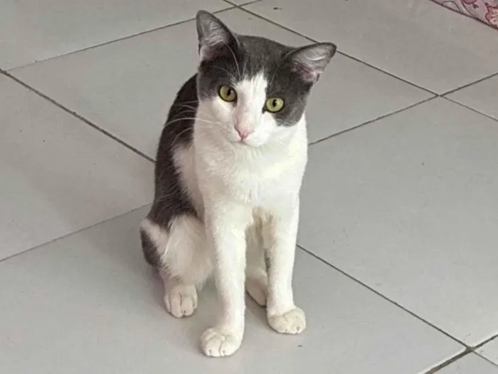 Gato ra a SRD-ViraLata idade 1 ano nome Bartolomeu 