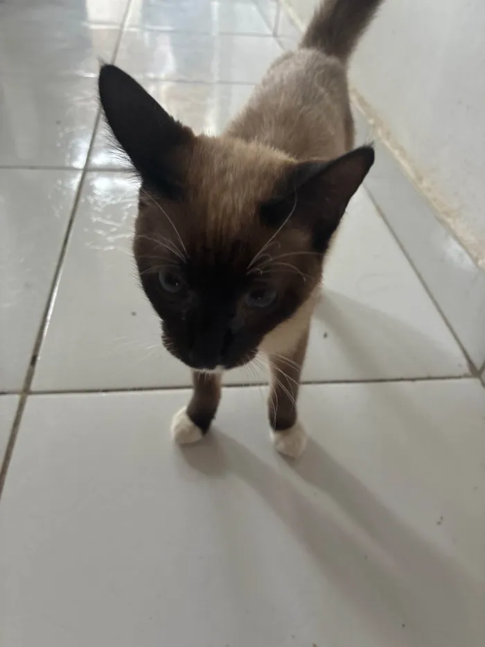 Gato ra a Siamês idade 7 a 11 meses nome Lilith 