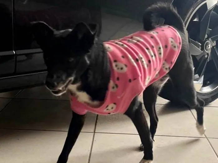 Cachorro ra a SRD-ViraLata idade 2 anos nome Atena