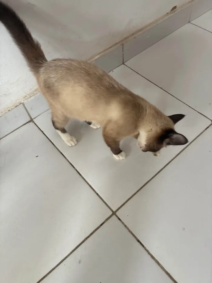 Gato ra a Siamês idade 7 a 11 meses nome Lilith 