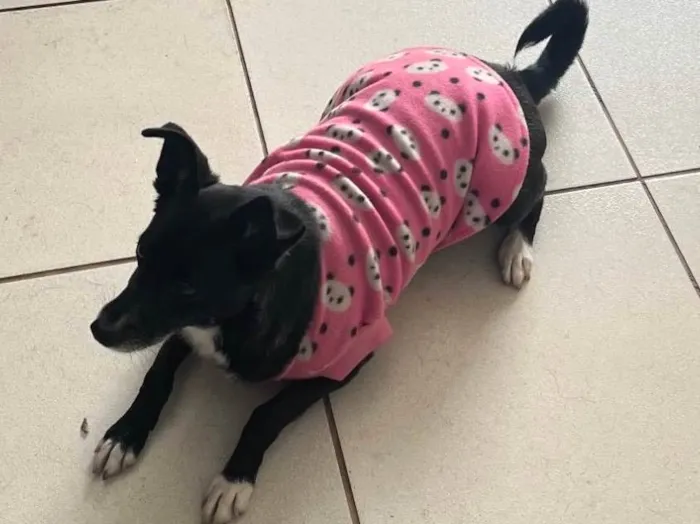 Cachorro ra a SRD-ViraLata idade 2 anos nome Atena