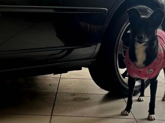Cachorro ra a SRD-ViraLata idade 2 anos nome Atena