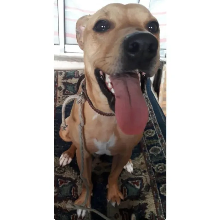 Cachorro ra a Pit-Bull idade 5 anos nome Lilly 