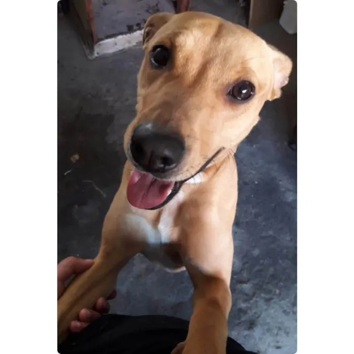 Cachorro ra a Pit-Bull idade 6 ou mais anos nome Lilly 