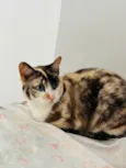 Gata
