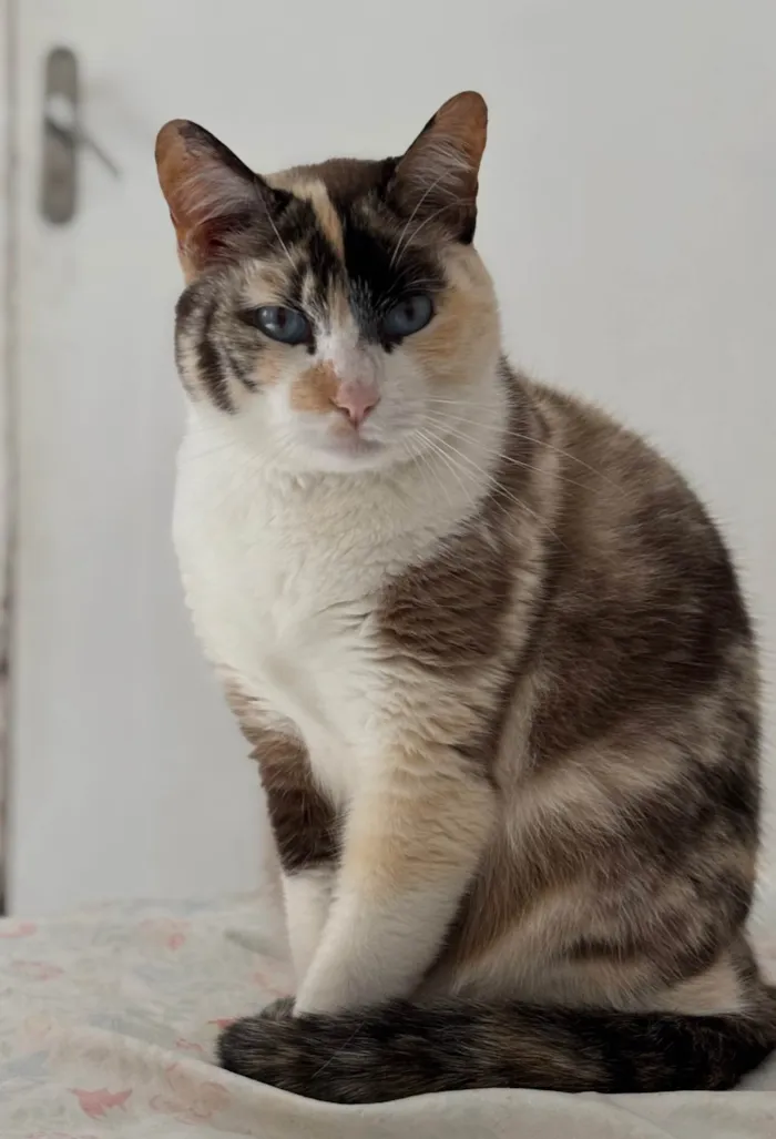 Gato ra a SRD-ViraLata idade 3 anos nome Gata