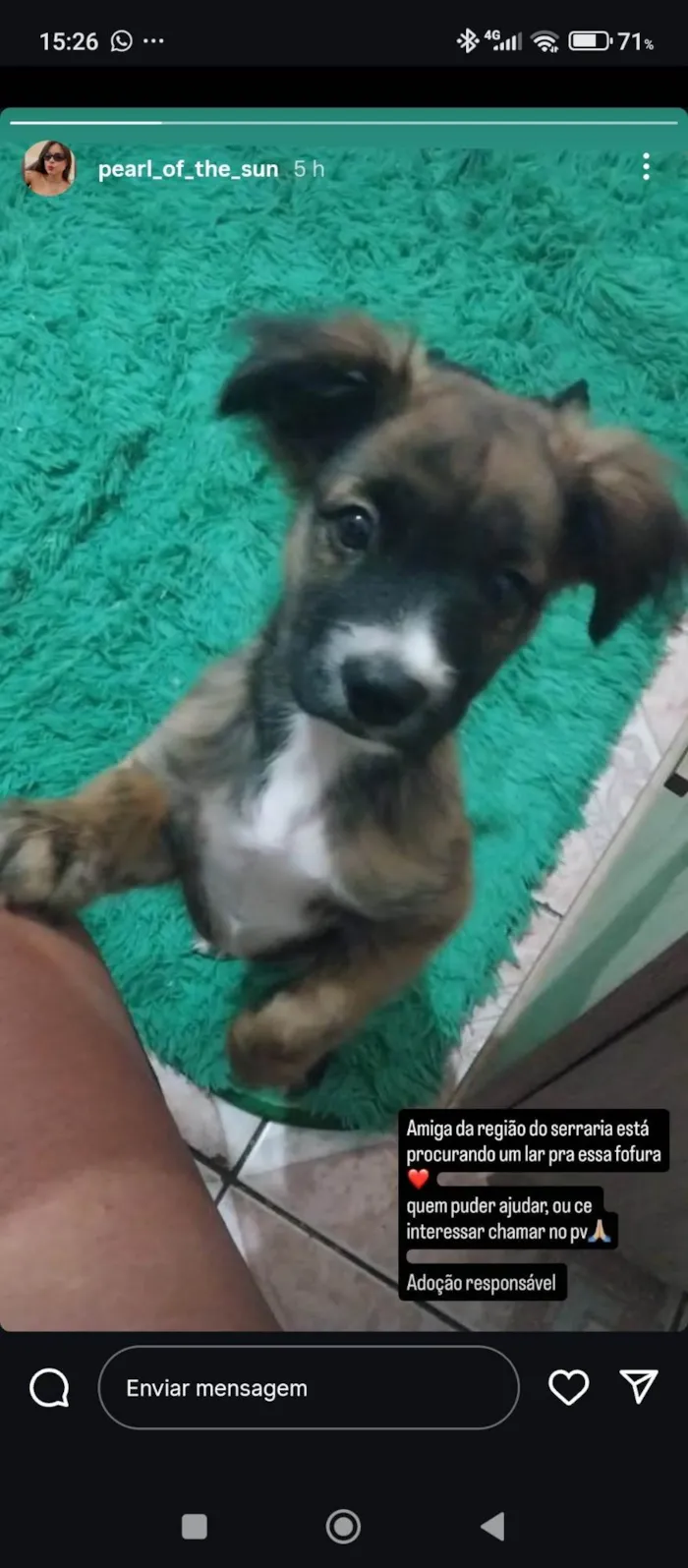 Cachorro ra a SRD-ViraLata idade 7 a 11 meses nome Lucy, Rex
