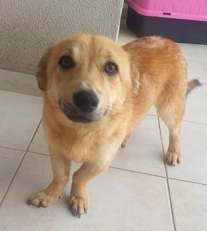 Cachorro ra a SRD-ViraLata idade 1 ano nome Nina