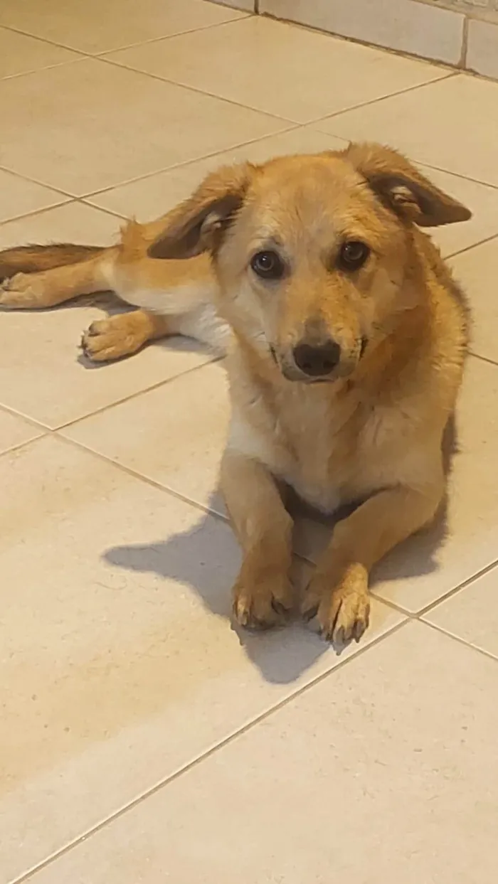 Cachorro ra a SRD-ViraLata idade 1 ano nome Nina