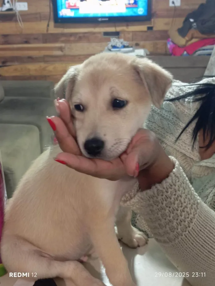 Cachorro ra a SRD-ViraLata idade 7 a 11 meses nome Rex