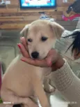 Rex