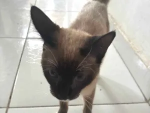 Gato raça Siamês idade 7 a 11 meses nome Lilith 