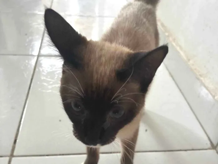 Gato ra a Siamês idade 7 a 11 meses nome Lilith 