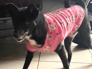 Cachorro raça SRD-ViraLata idade 2 anos nome Atena