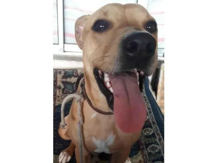 Cachorro ra a Pit-Bull idade 5 anos nome Lilly 