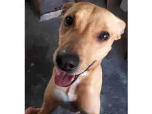 Cachorro raça Pit-Bull idade 6 ou mais anos nome Lilly 