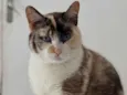 Gata