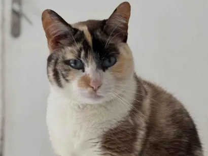 Gato raça SRD-ViraLata idade 3 anos nome Gata