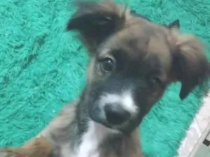 Cachorro raça SRD-ViraLata idade 7 a 11 meses nome Lucy, Rex