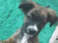 Lucy, Rex