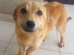 Cachorro raça SRD-ViraLata idade 1 ano nome Nina