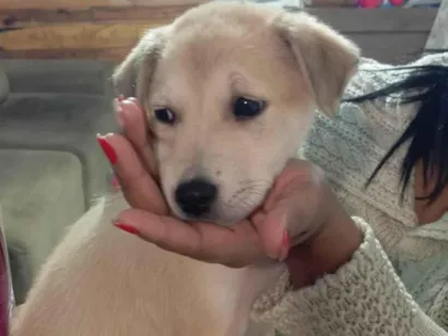 Cachorro raça SRD-ViraLata idade 7 a 11 meses nome Rex