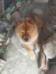 Koda