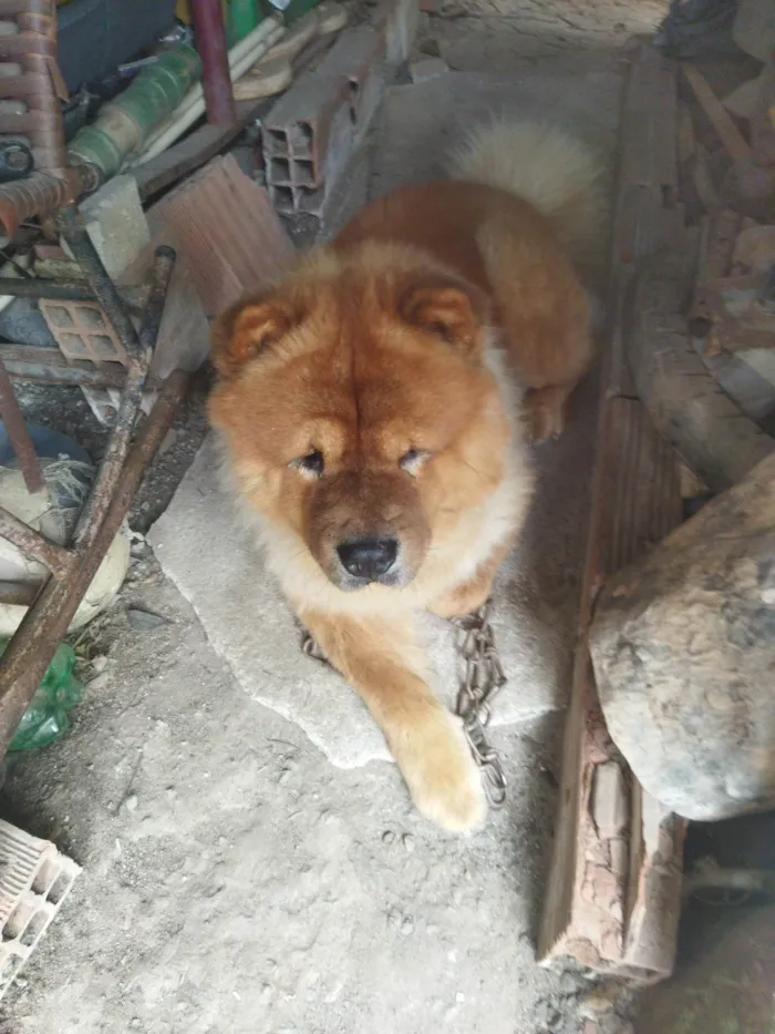 Cachorro ra a Chow Chow idade 3 anos nome Koda