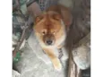 Koda