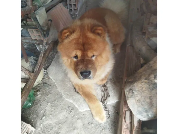 Cachorro ra a Chow Chow idade 3 anos nome Koda