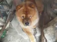Koda