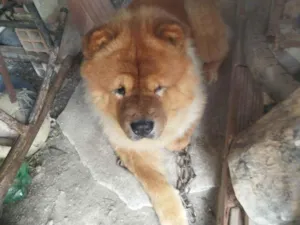 Cachorro raça Chow Chow idade 3 anos nome Koda