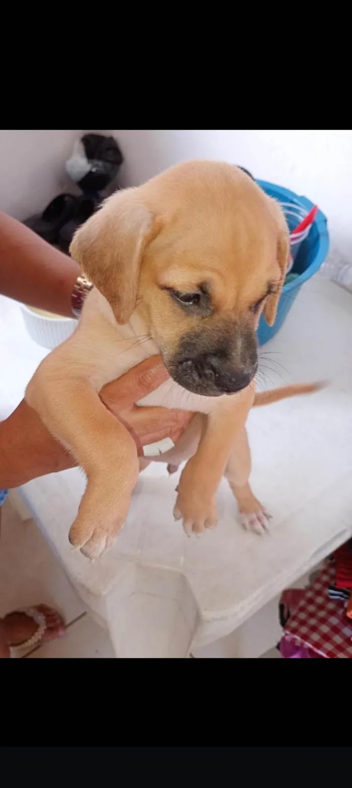 Cachorro ra a SRD-ViraLata idade Abaixo de 2 meses nome Sem nome