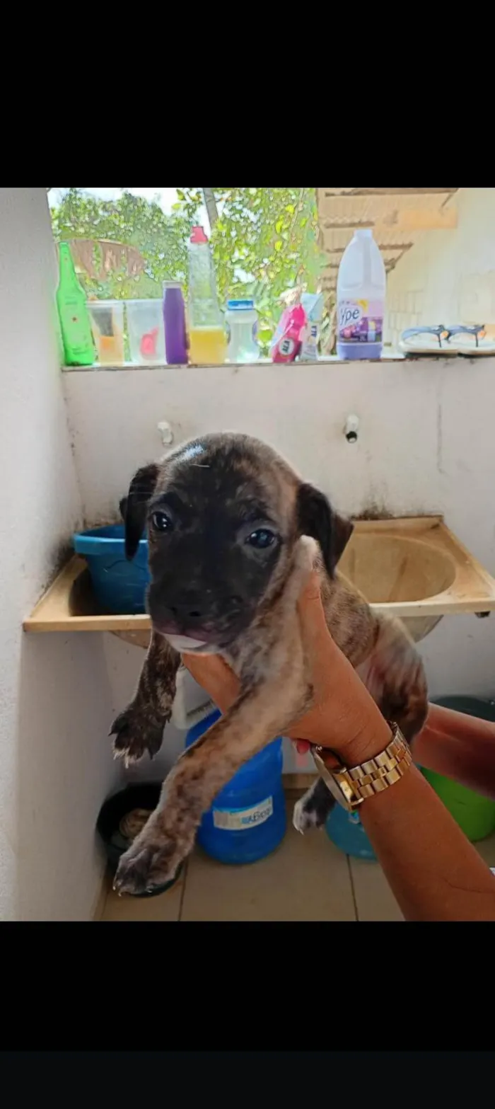 Cachorro ra a SRD-ViraLata idade Abaixo de 2 meses nome Sem nome