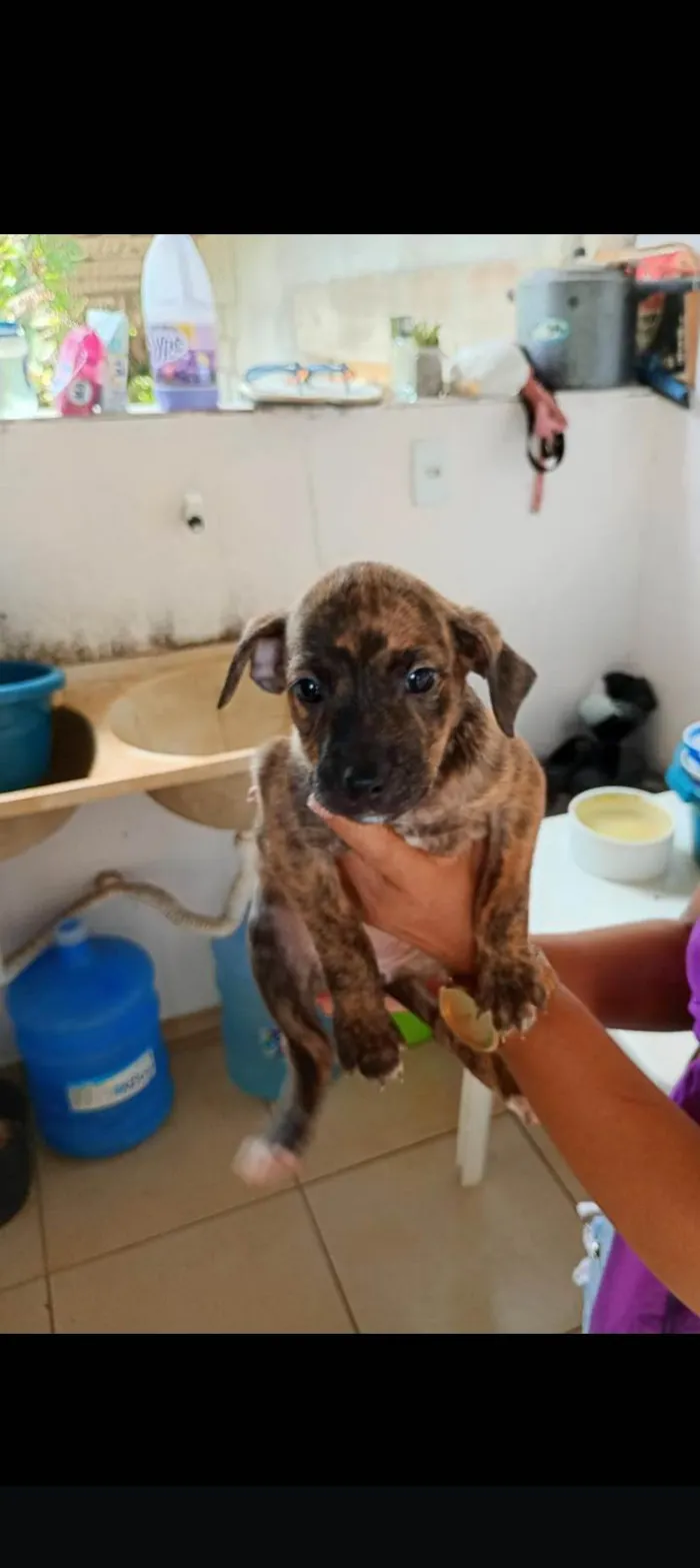 Cachorro ra a SRD-ViraLata idade Abaixo de 2 meses nome Sem nome