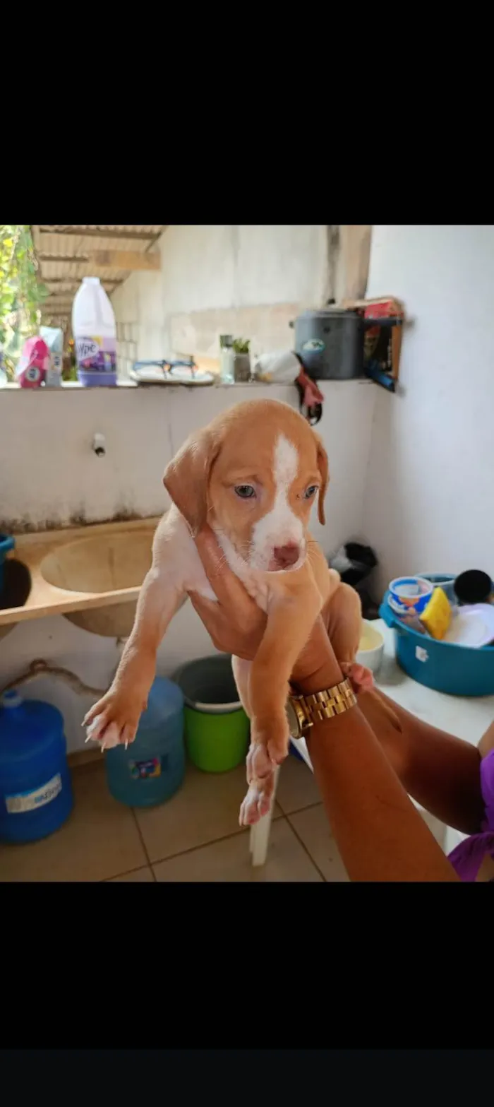 Cachorro ra a SRD-ViraLata idade Abaixo de 2 meses nome Sem nome