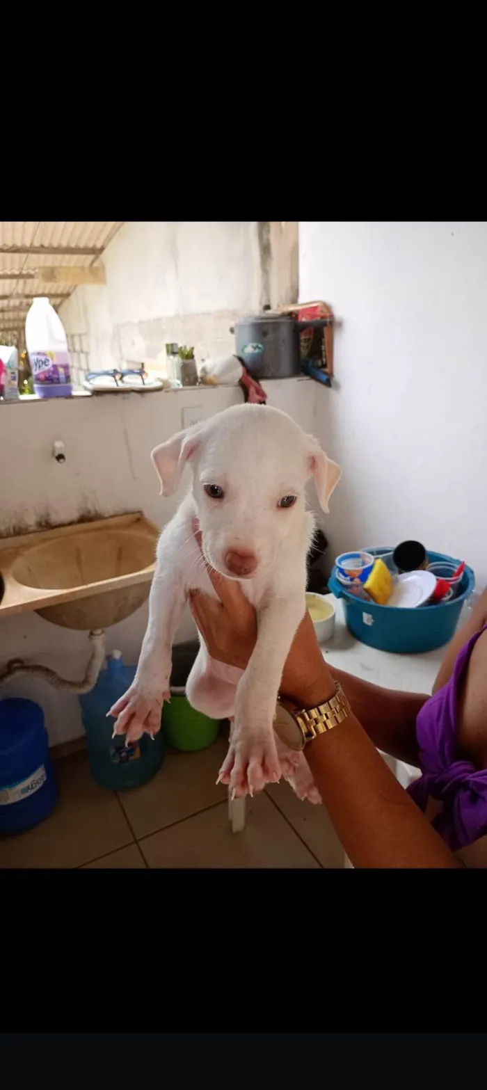 Cachorro ra a SRD-ViraLata idade Abaixo de 2 meses nome Sem nome