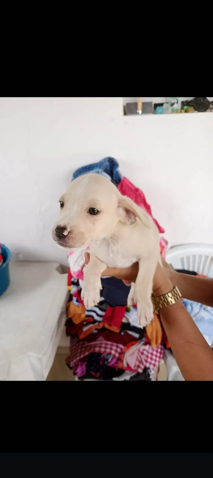 Cachorro ra a SRD-ViraLata idade Abaixo de 2 meses nome Sem nome