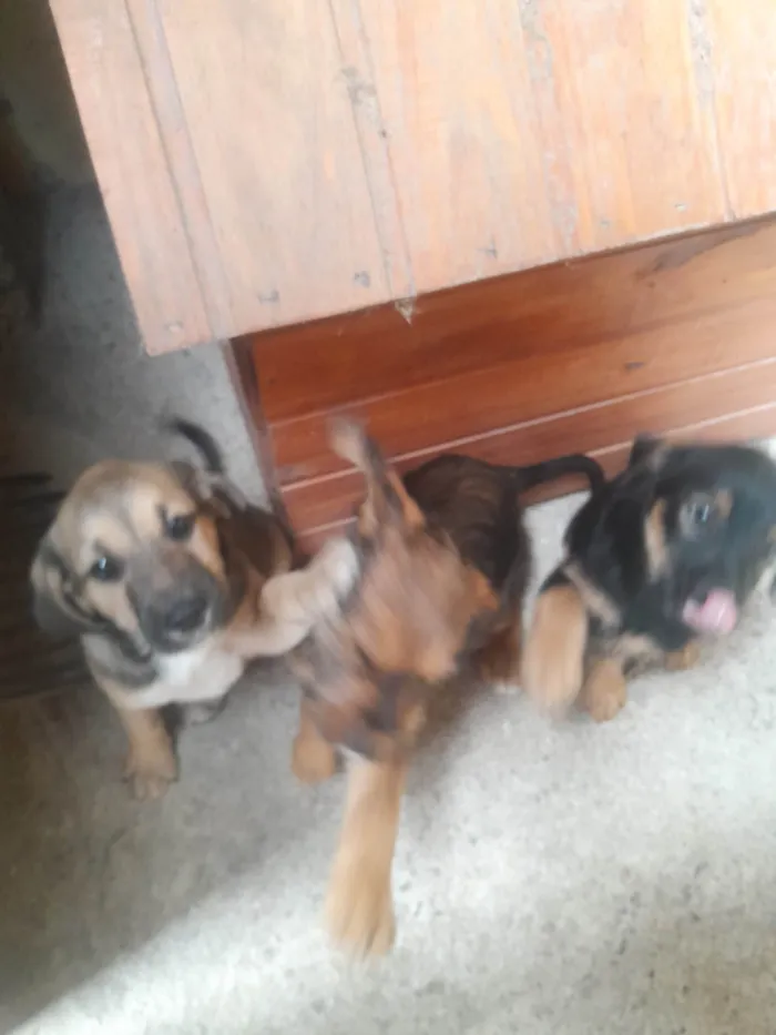 Cachorro ra a SRD-ViraLata idade 2 a 6 meses nome Não  tem 